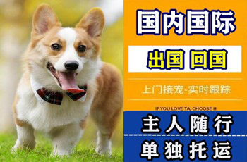 嘉义市宠物托运公司嘉义市宠物托运公司嘉义市宠物托运公司
