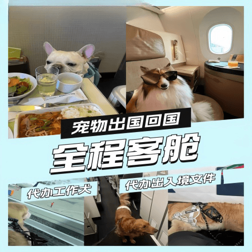 嘉义市宠物托运到白俄罗斯宠物入境规定和要求